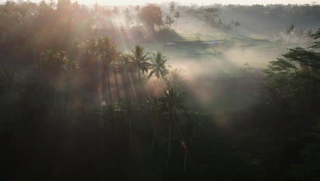 Cinematic-aerial-view-of-sunrays-shine-through-palm-trees-with-rice-fields-at-the-background-in-Bal,-Indonesia