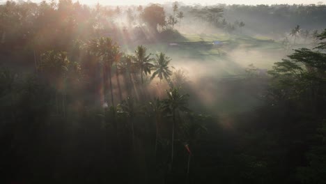 cinematic aerial view of sunrays shine through palm trees with rice fields at the background in bal, indonesia