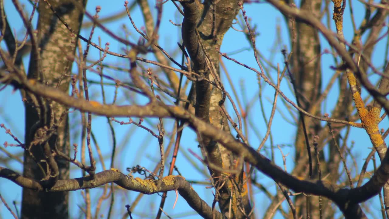 A black bird perched on a bare tree branch against a blue sky