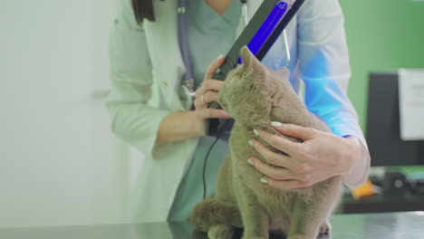 veterinarian examining a cat with light therapy