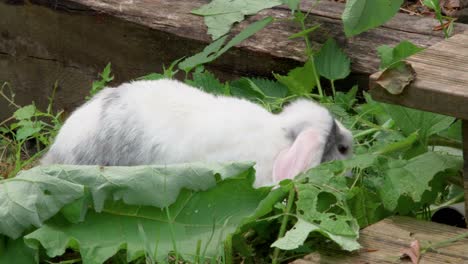 Weißes-Kaninchen-Frei-In-Einem-Garten,-Junges-Kaninchen-Mit-Schlappohren,-Frei-Zum-Grasfressen