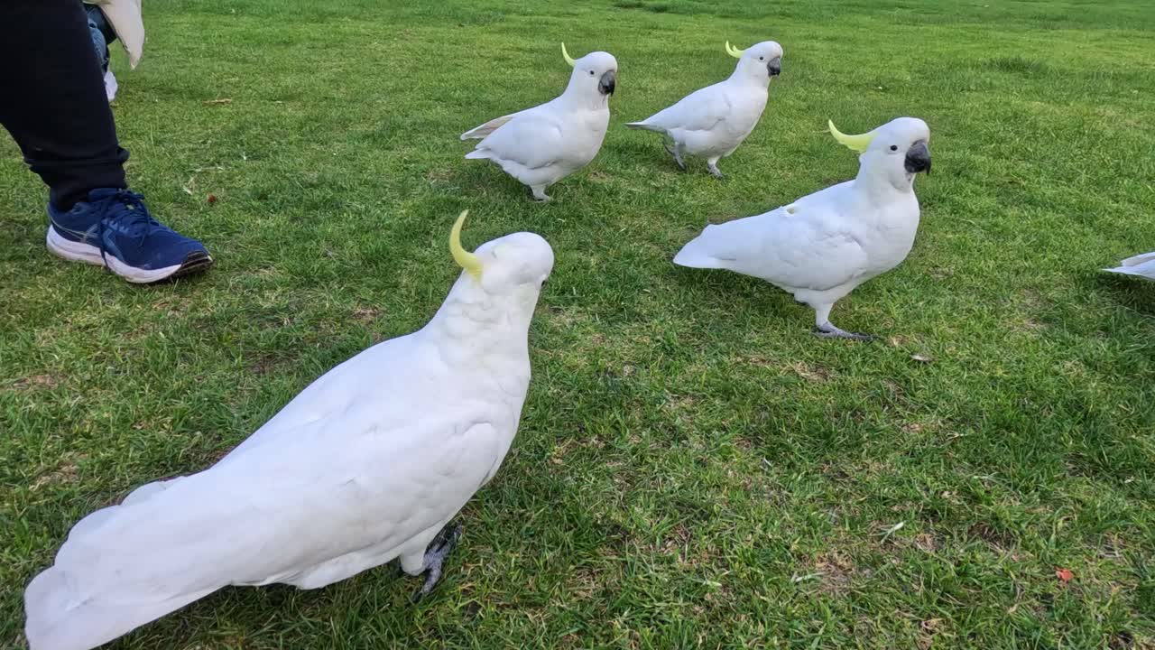 카카투가 사람들을 모으고 상호 작용합니다.