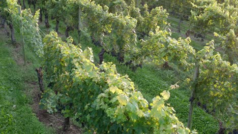 slow overhead shot of vineyard