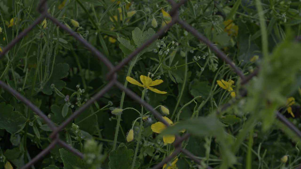 Cute Little Yellow Wild Flowers Surrounded By Plants Behind A Metal Fence