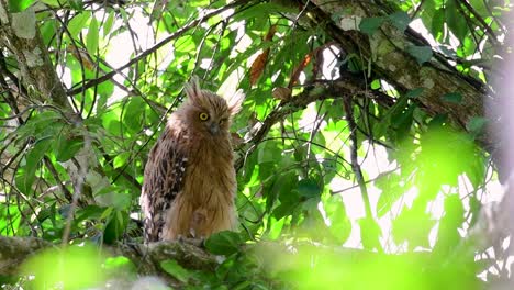 the buffy fish owl is a big owl and yet the smallest among the four fish owls