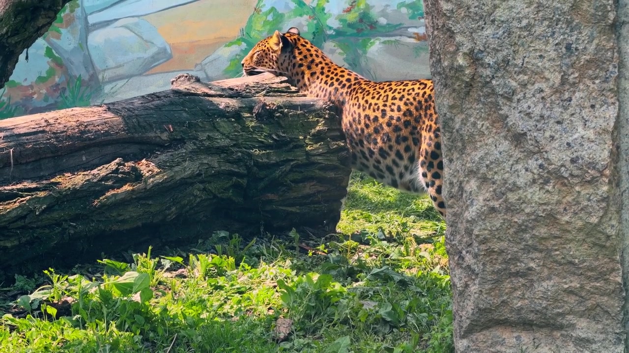 Hayvanat bahçesi kafesinde büyük yosunlu bir kütüğün arkasında duran leopar. Doğal gün ışığında, dokulu ağaç gövdesinin yakınındaki yeşil çimenlerde yürüyen benekli büyük kedi yandan görünüm
