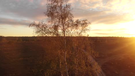 amazing moorland landscape at sunset with a birch tree along a dirt road with a colourful sky and sun-flare from the right showing the tree in its golden haze revealing the wider landscape behind