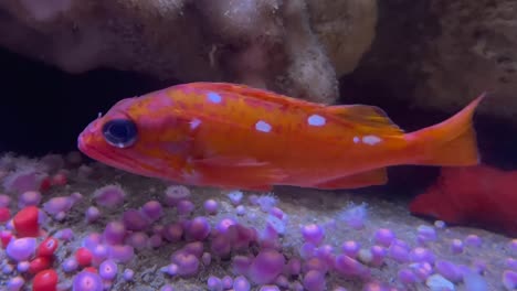 a pink and orange fish with white spots