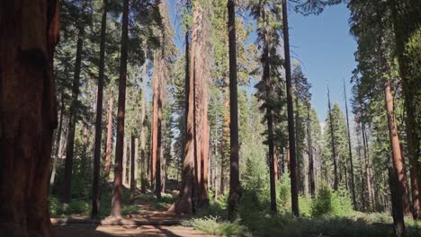 Caminando-Por-El-Bosque-De-La-Selva-Mientras-El-Sol-Se-Asoma-A-Través-De-Los-árboles-En-Verano