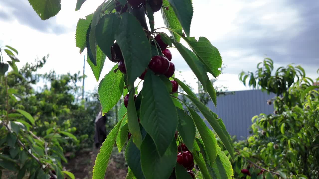 Primo piano di ciliegie mature appese a un ramo in un ciliegeto in una giornata di sole.