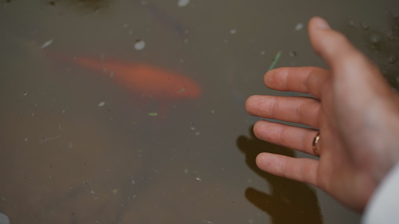 el hombre atrae a las carpas koi que nadan en el lago con los dedos.
