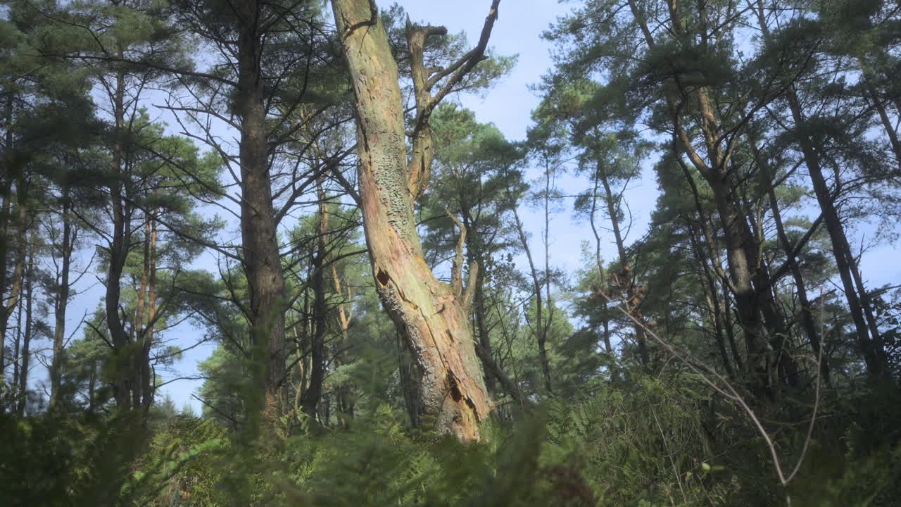 Felci scure in primo piano con alba che rivela un bosco autunnale illuminato dal sole che mostra il movimento del vento