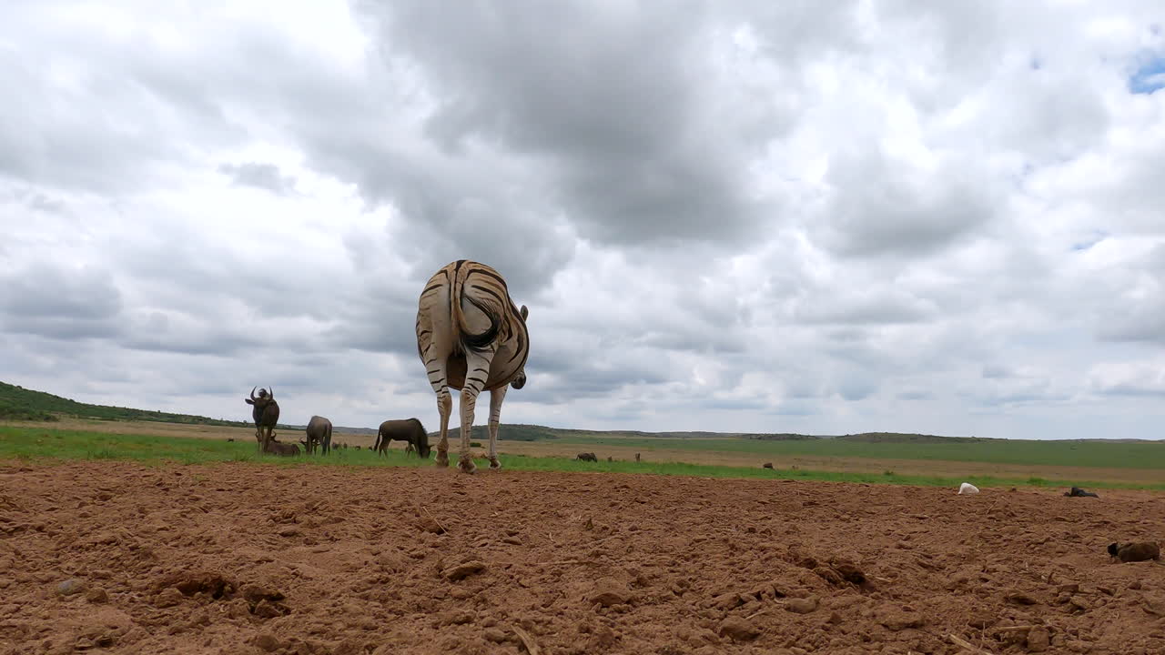 primer plano del suelo de la cebra de burchell embarazada equus quagga en la llanura africana