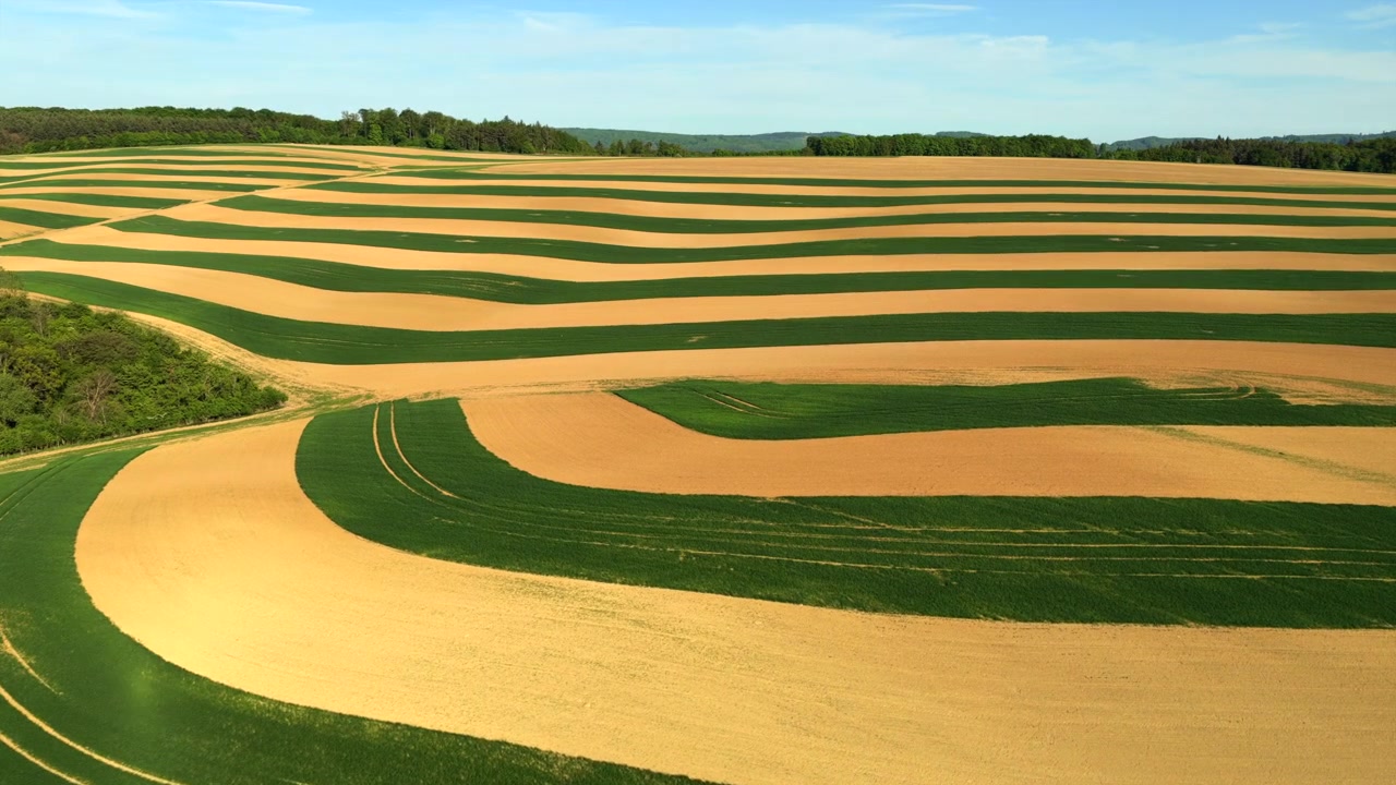 Aerial drone view of expansive curved contour-farmed fields with alternating golden and green crop bands stretching to a forested hilltop, Moravia, Czech Republic.