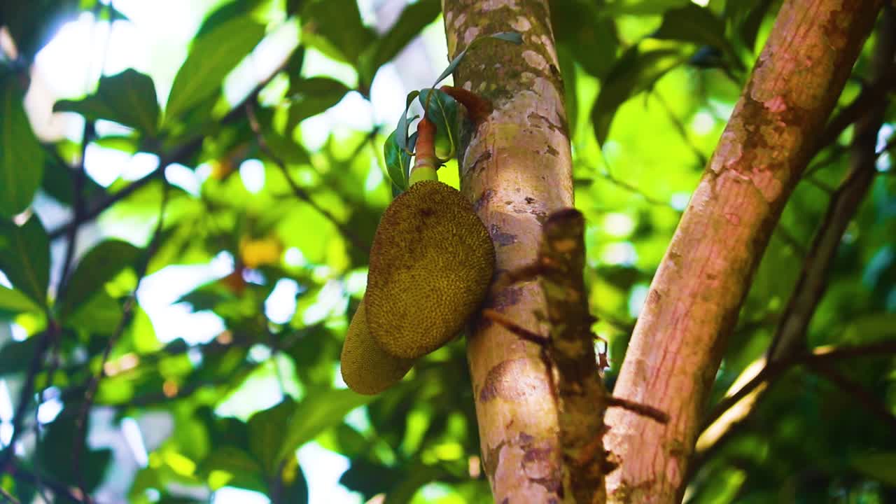 Tropical treasures: Bangladesh's Jackfruit majesty