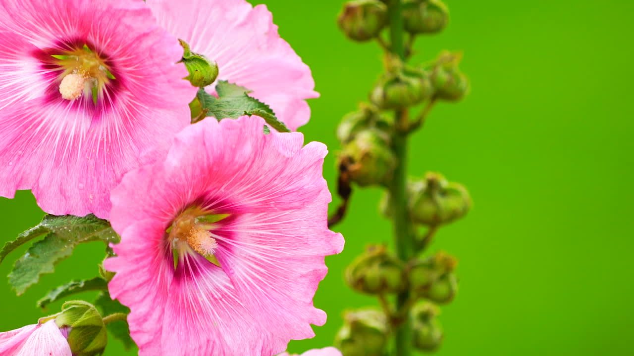Flor rosa sobre fondo de campo verde.