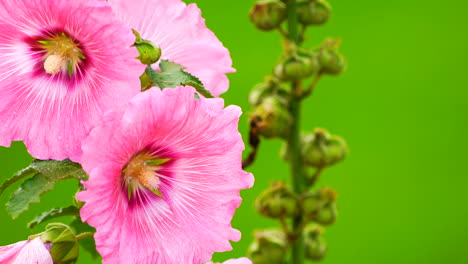 flor rosada en el fondo de campo verde.