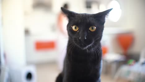 retrato de gato en casa