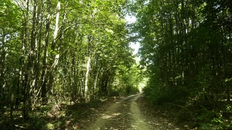 POV-shot-walk-along-shaded-woodland-track-with-yellow-dappled-sunlight