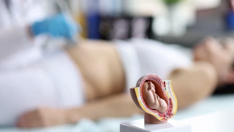 medical examination with fetus model for pregnancy education
