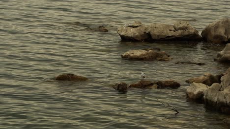 gull swimming on quiet shore of lake, wild bird stands on rocks