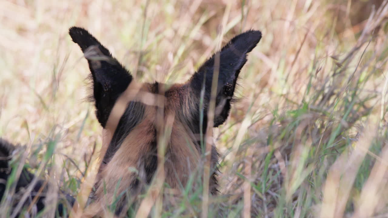 Orecchie di licaone africano mentre riposa nella boscaglia della savana