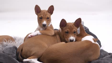 Behold-the-adorable-sight-of-a-puppy-laying-with-its-elbow-in-a-comical-and-endearing-manner,-capturing-hearts-in-this-charming-stock-footage