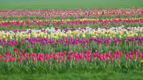 filas de tulipanes vibrantes en una variedad de colores que crean una vista hipnótica en los países bajos