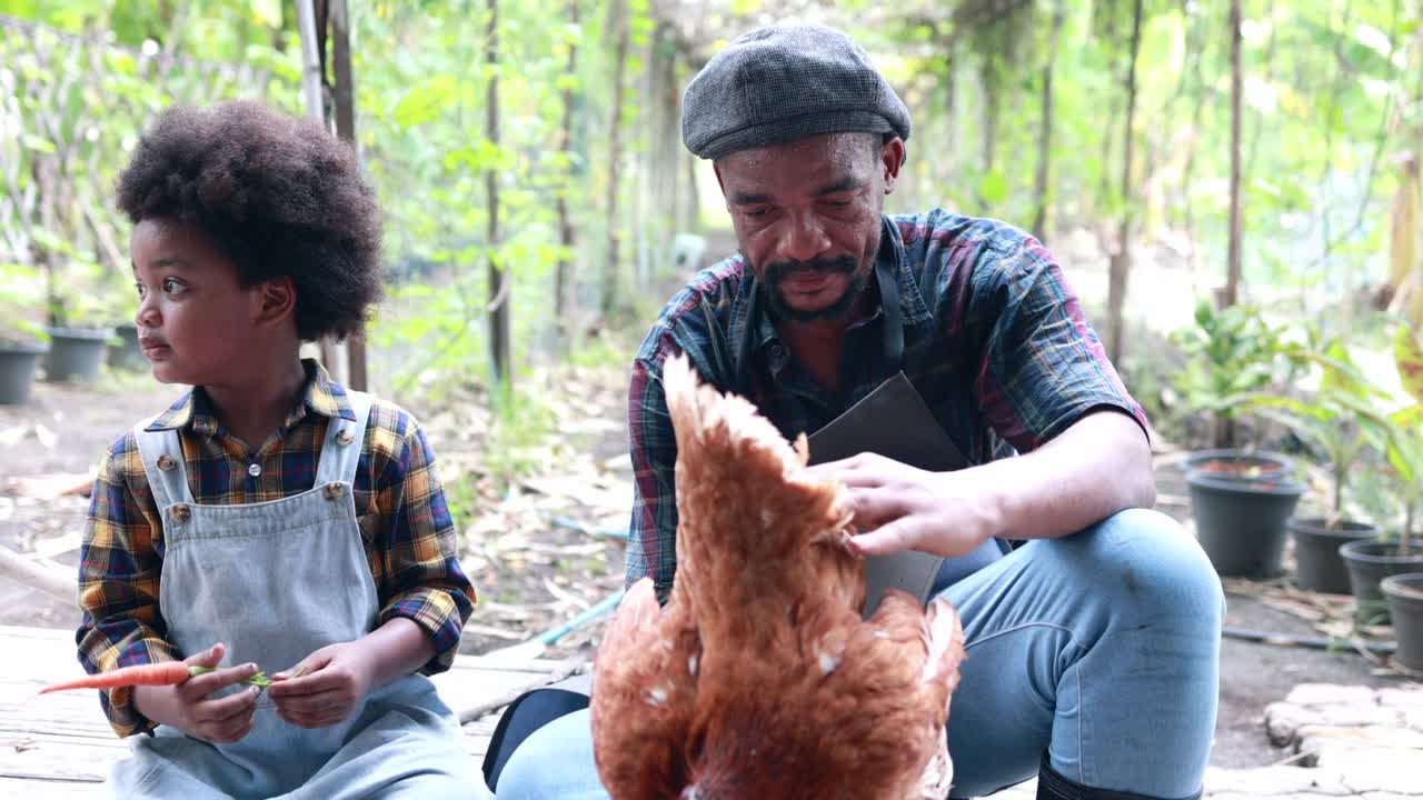 padre e hijo criando pollos en la granja