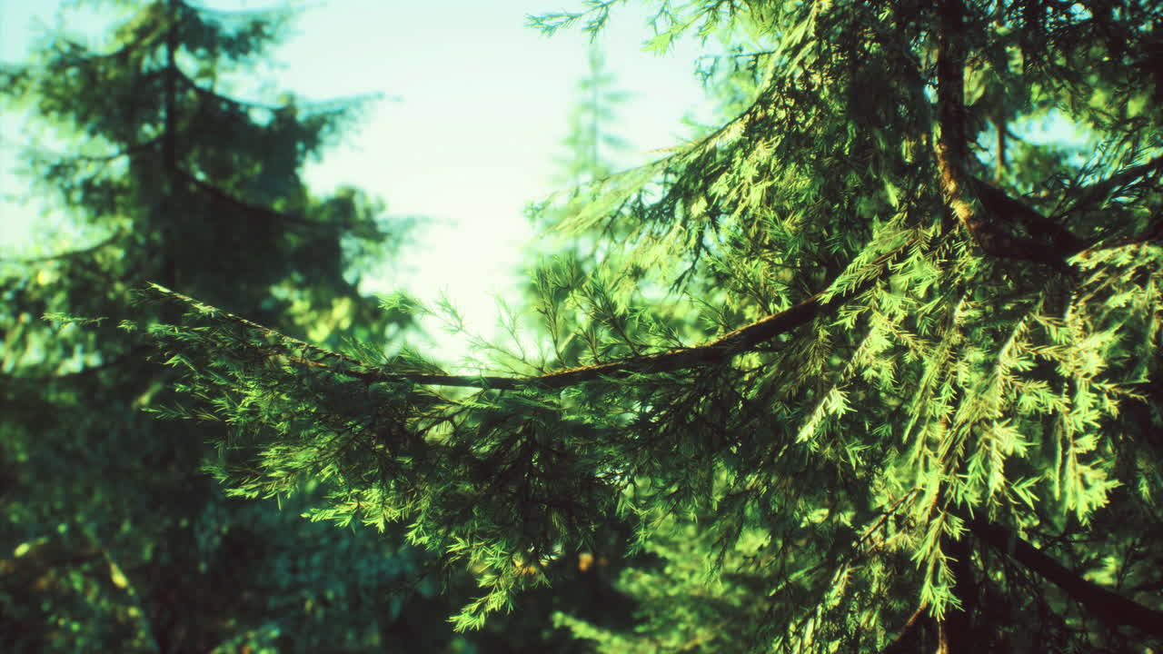 Lush green forest with sunlight filtering through the trees at midday