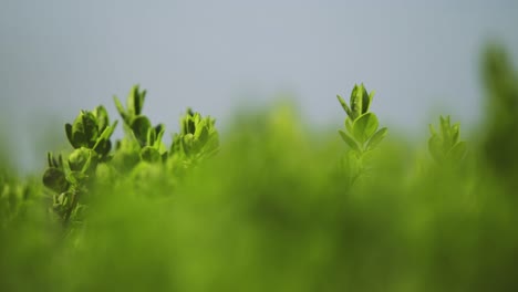 afternoon panning footage from the top of a little bush near the shore of zamárdi, lake balaton