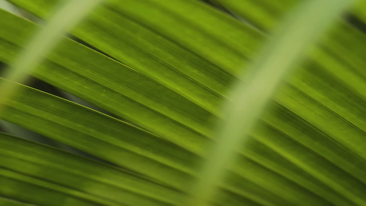 primer plano de las hojas de palma verdes