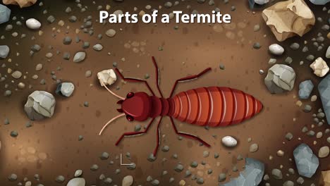 desglose detallado de las partes del cuerpo de las termitas