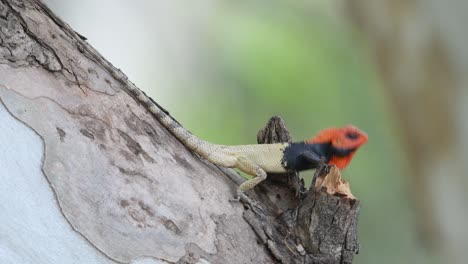 Lagarto-De-Jardín-Oriental-En-El-árbol