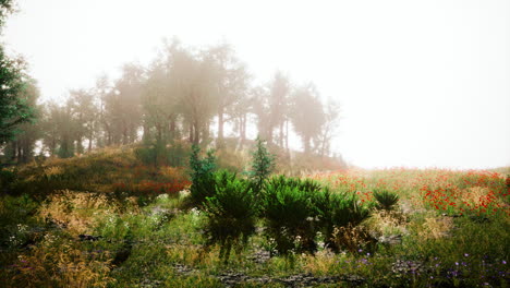 Foggy-summer-morning-in-the-mountains
