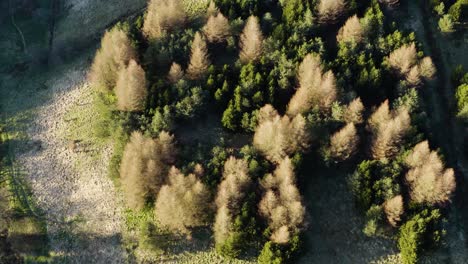 An-aerial-view-of-a-large-green-forest