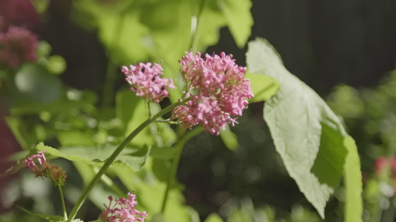 Growing Red Valerian Plants On A Sunny Day. Selective Focus Shot