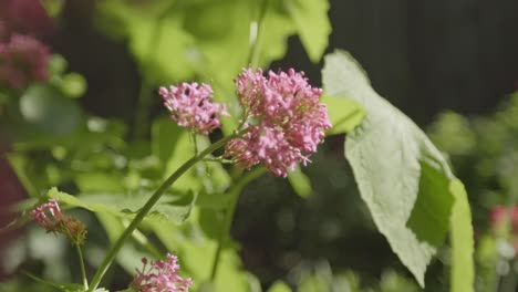 growing red valerian plants on a sunny day. selective focus shot