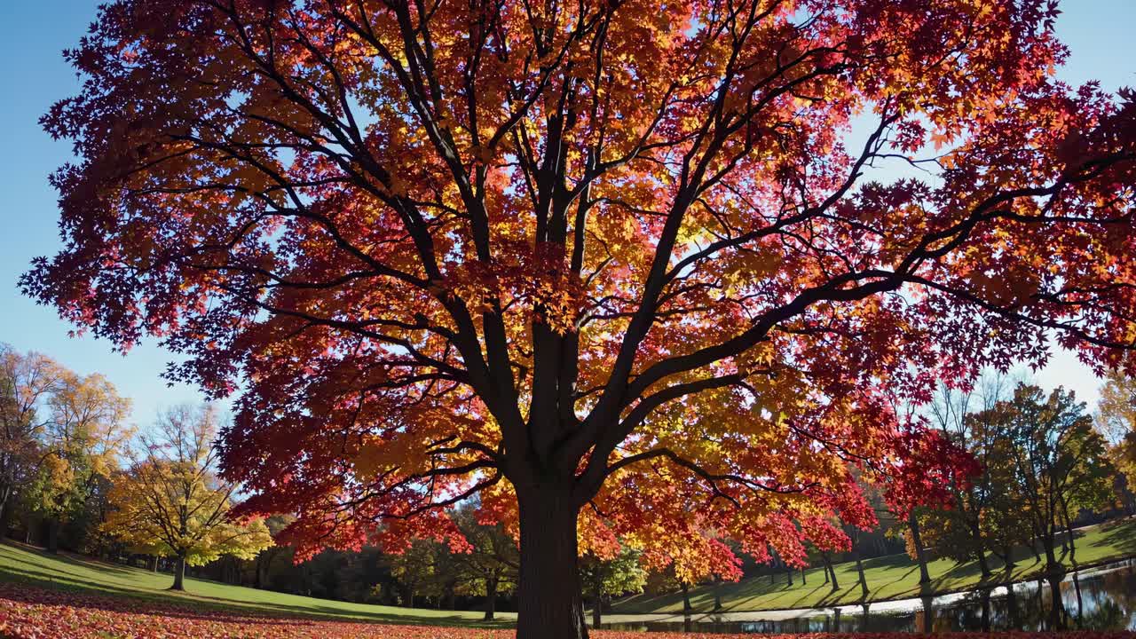 Vibrant autumn tree with colorful leaves captured from a low-angle, showcasing nature's beauty