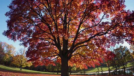 vibrant autumn tree with colorful leaves captured from a low-angle, showcasing nature's beauty