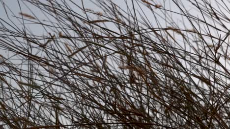 blowing grass or reeds in the sunset moving right to left in the middle east desert.