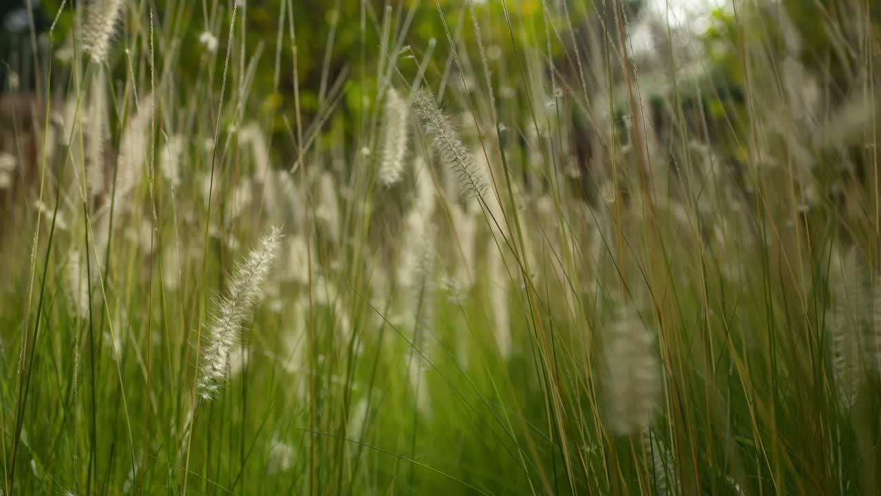Grass sways gently with sunlight in Marrakesh's tranquil setting