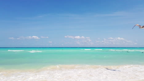 Pelikan-Fliegt-An-Einem-Sonnigen-Tag-An-Der-Riviera-Maya,-Mexiko,-An-Einem-Strand-Mit-Klarem-Wasser-In-Playa-Del-Carmen