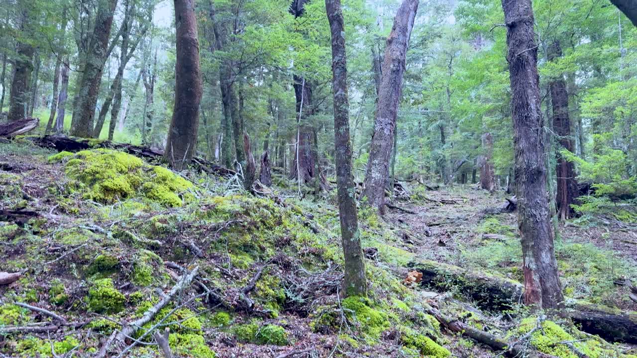 Camera glides through lush, moss-covered forest with tree stumps and fallen branches, natural daylight