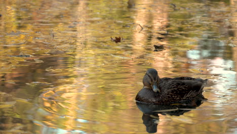 female mallard duck on transparent pond of oliwski park in gdańsk, poland