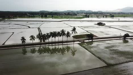 Vista-Aérea-Día-Nublado-En-La-Fila-De-Cocoteros-En-Tanjung-Parah,-Penang.