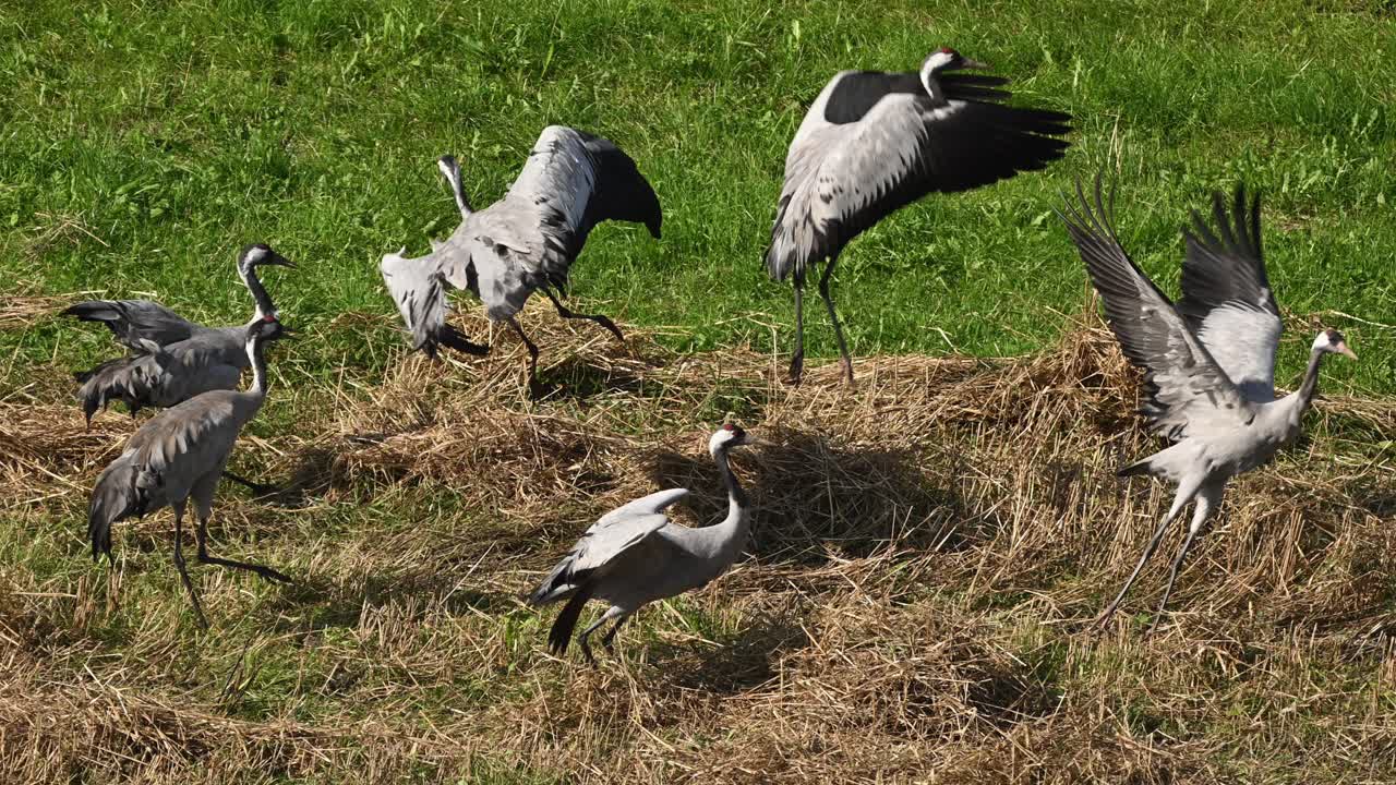 Slow motion capture of cranes arriving in field, flapping wings to displace others already foraging
