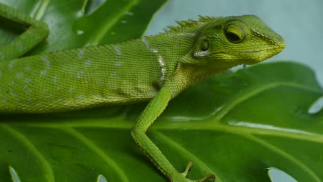 videos de alta definición de cabeza de camaleón verde. primer plano de camaleón