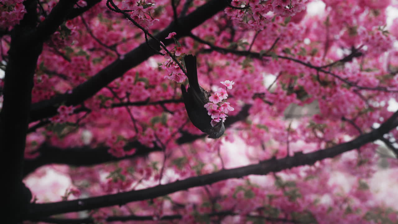 Black Bird in Pink Cherry Blossoms