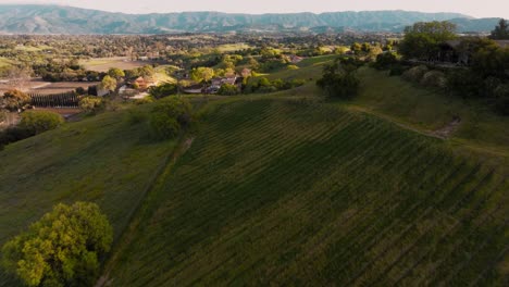 Flug-über-Die-Sanften-Hügel-Des-Weinanbaugebiets-In-Santa-Ynez,-Kalifornien,-Drohnenaufnahmen-Von-Atemberaubenden,-üppig-Grünen-Weingütern-Und-Weingütern-Mit-Einer-Bergkette-Im-Hintergrund